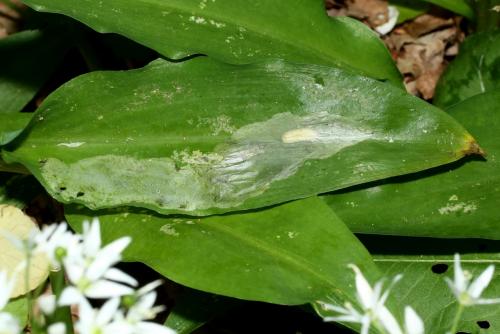 Cheilosia fasciata